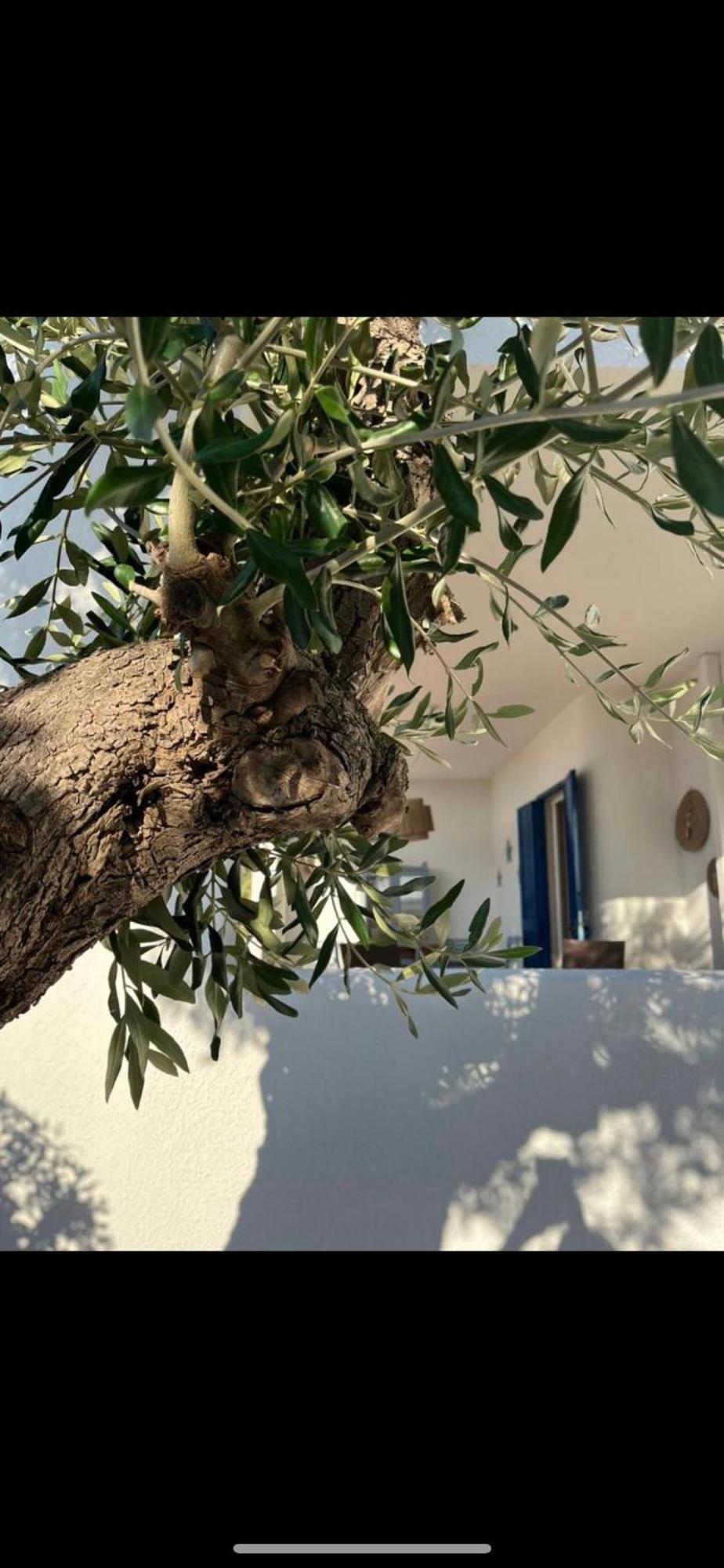 Pugliamandia Villa Monopoli Bagian luar foto